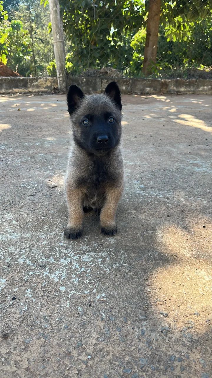 Pastor belga de malinois  - Foto 3