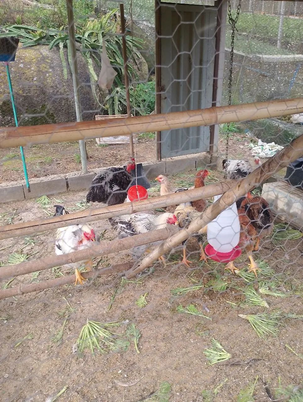 Galinhas 