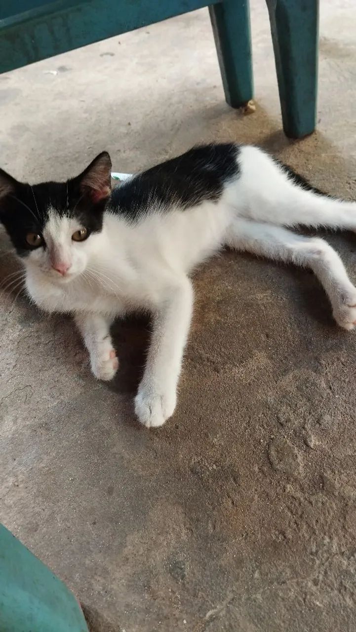 Gatinha fêmea pra doação  - Foto 3