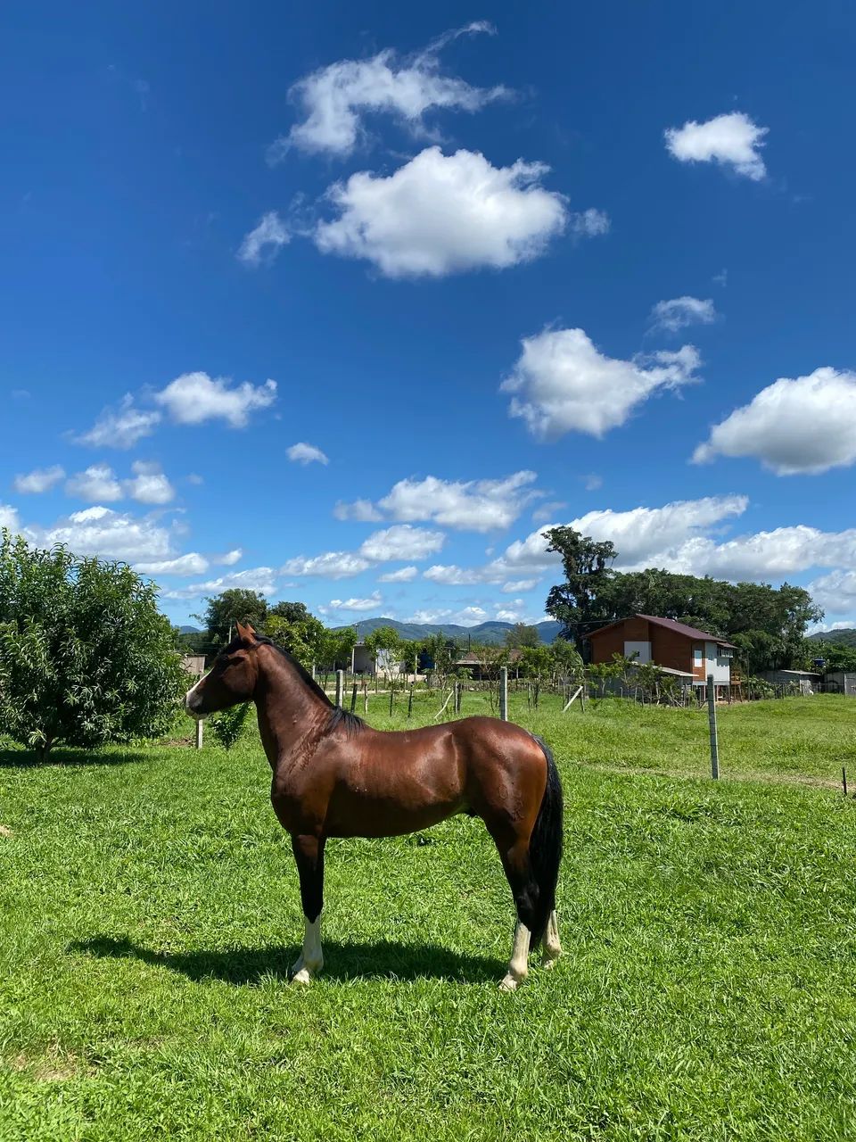 Vendo cavalo crioulo confirmado