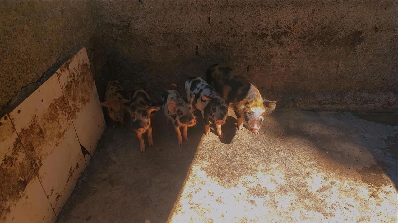 Lote de porco caruncho - Foto 2