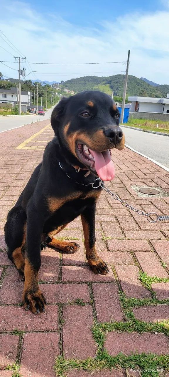 Rottweiler 