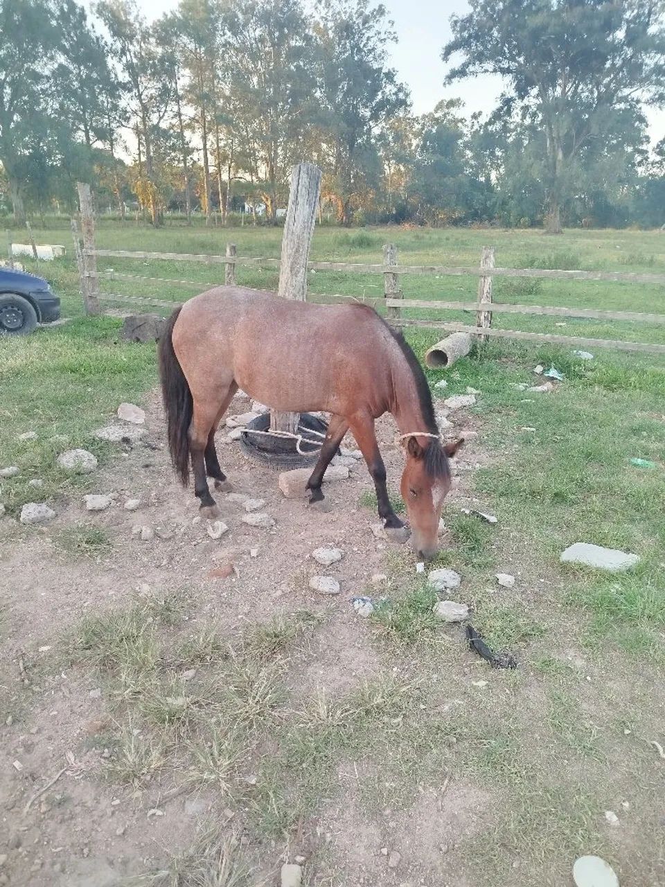 Pônei domada mansa whats * - Foto 2