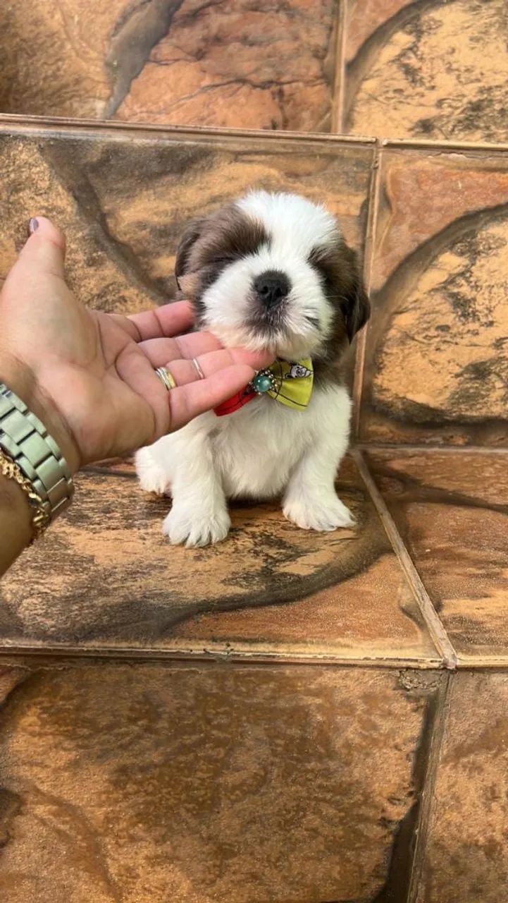 Shih Tzu 