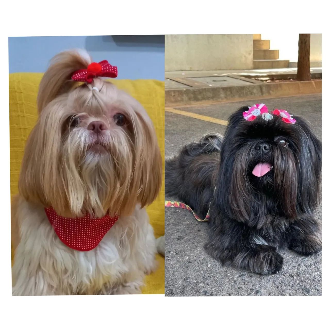 Casal de shitzu vendo ou troco 