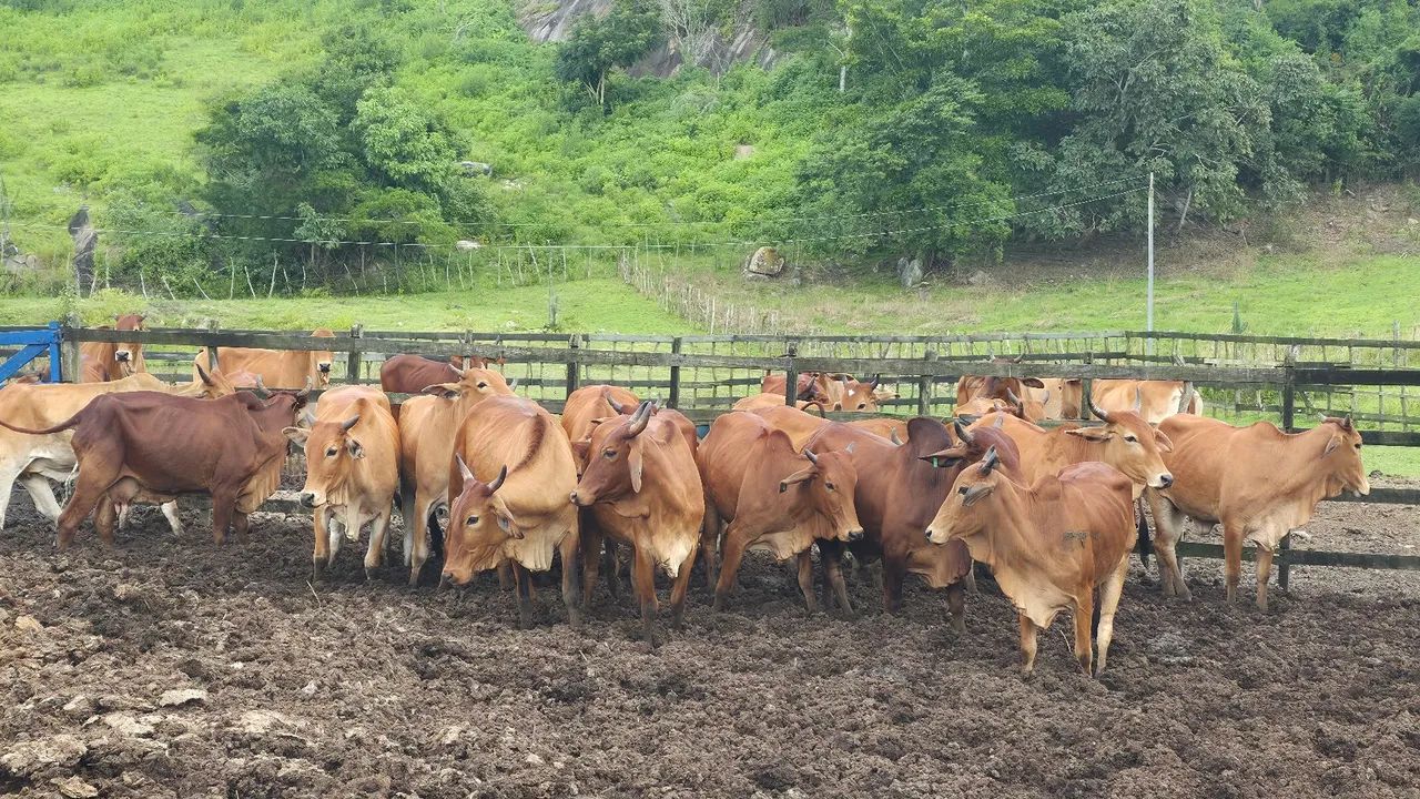 NOVILHA SINDI NEL PRENHA  - Foto 2