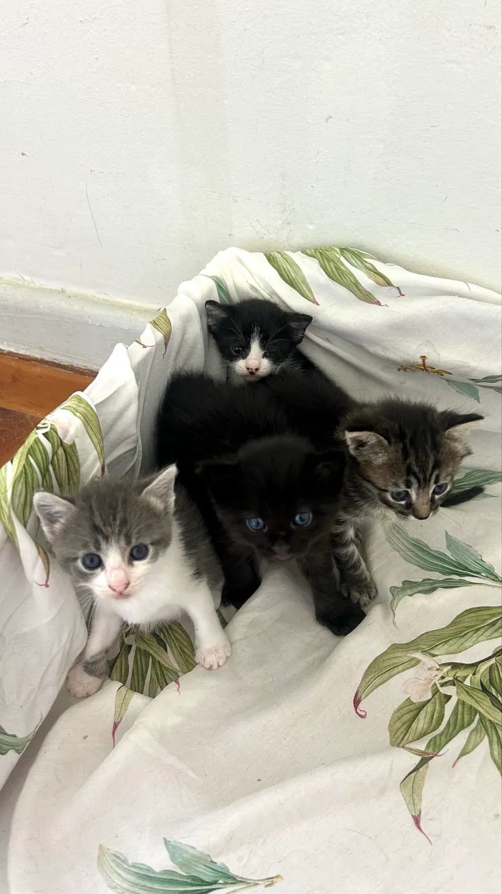 Gatinhos pra adoção 