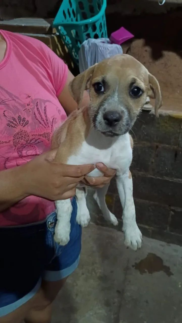 ADOÇÃO CACHORRO  - Foto 2