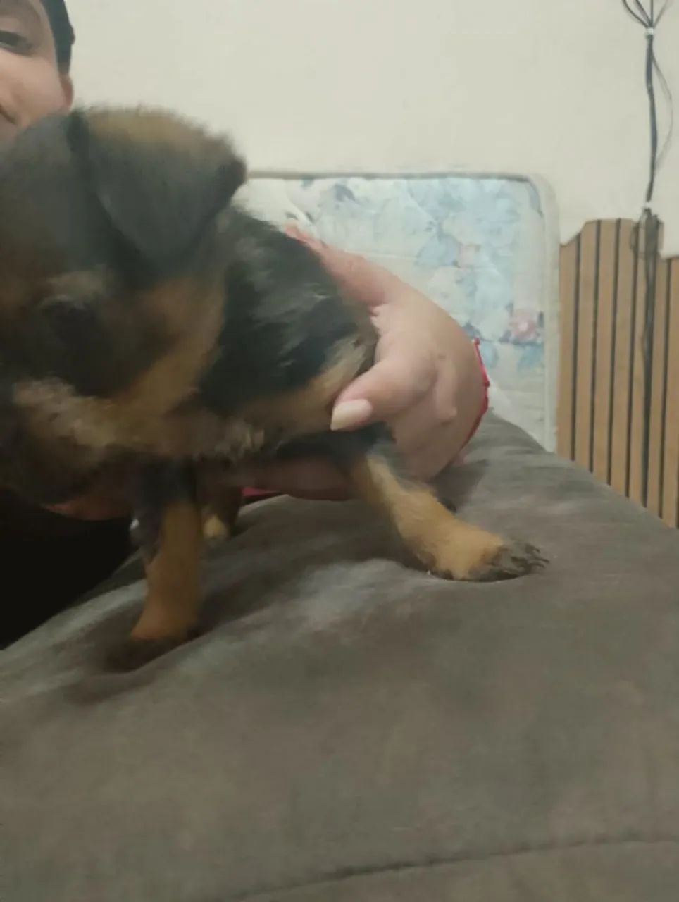 Cachorro porte pequeno  - Foto 2