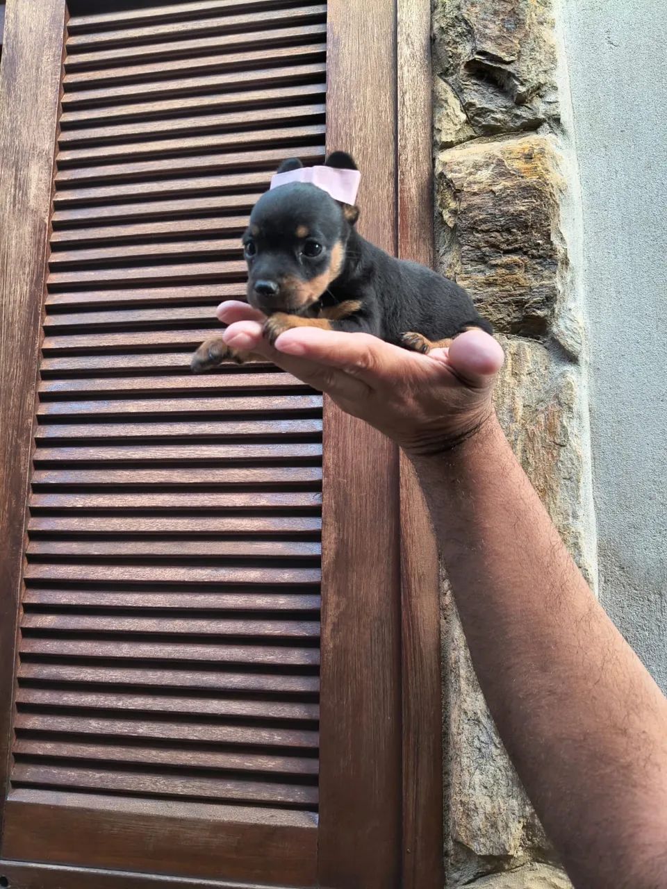 Pinscher 