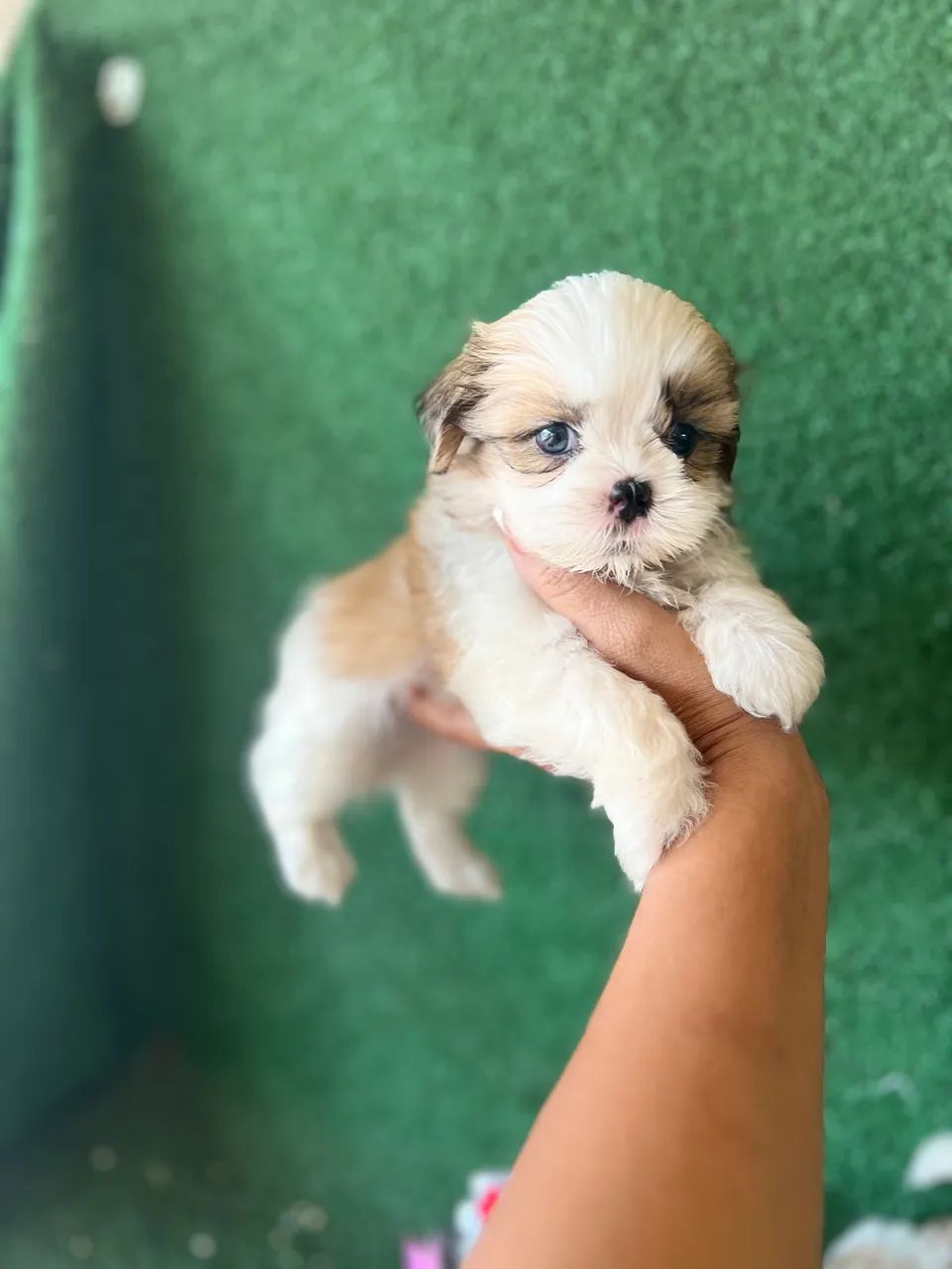 Shitzu 