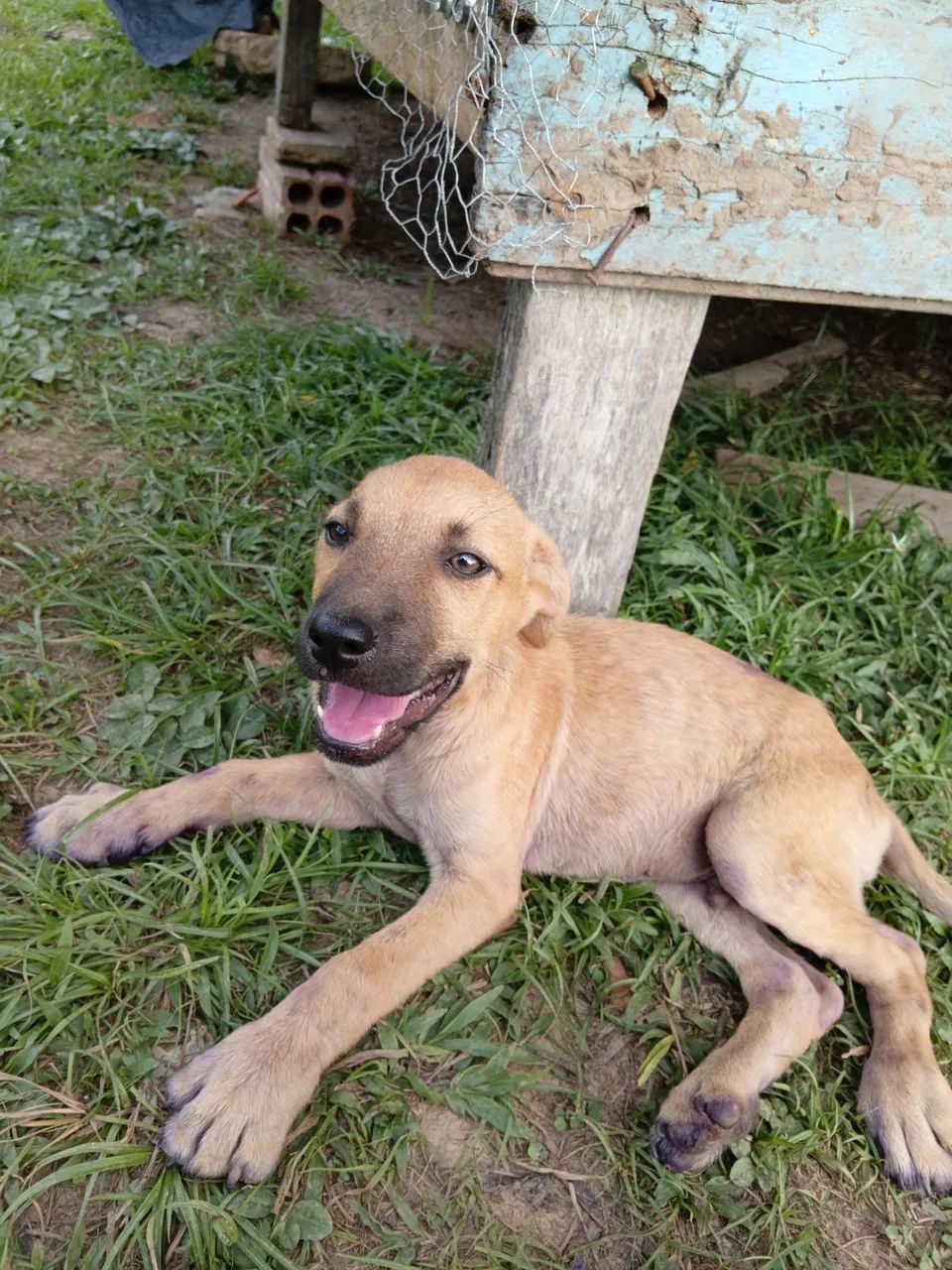 Cachorro filhote para doação 
