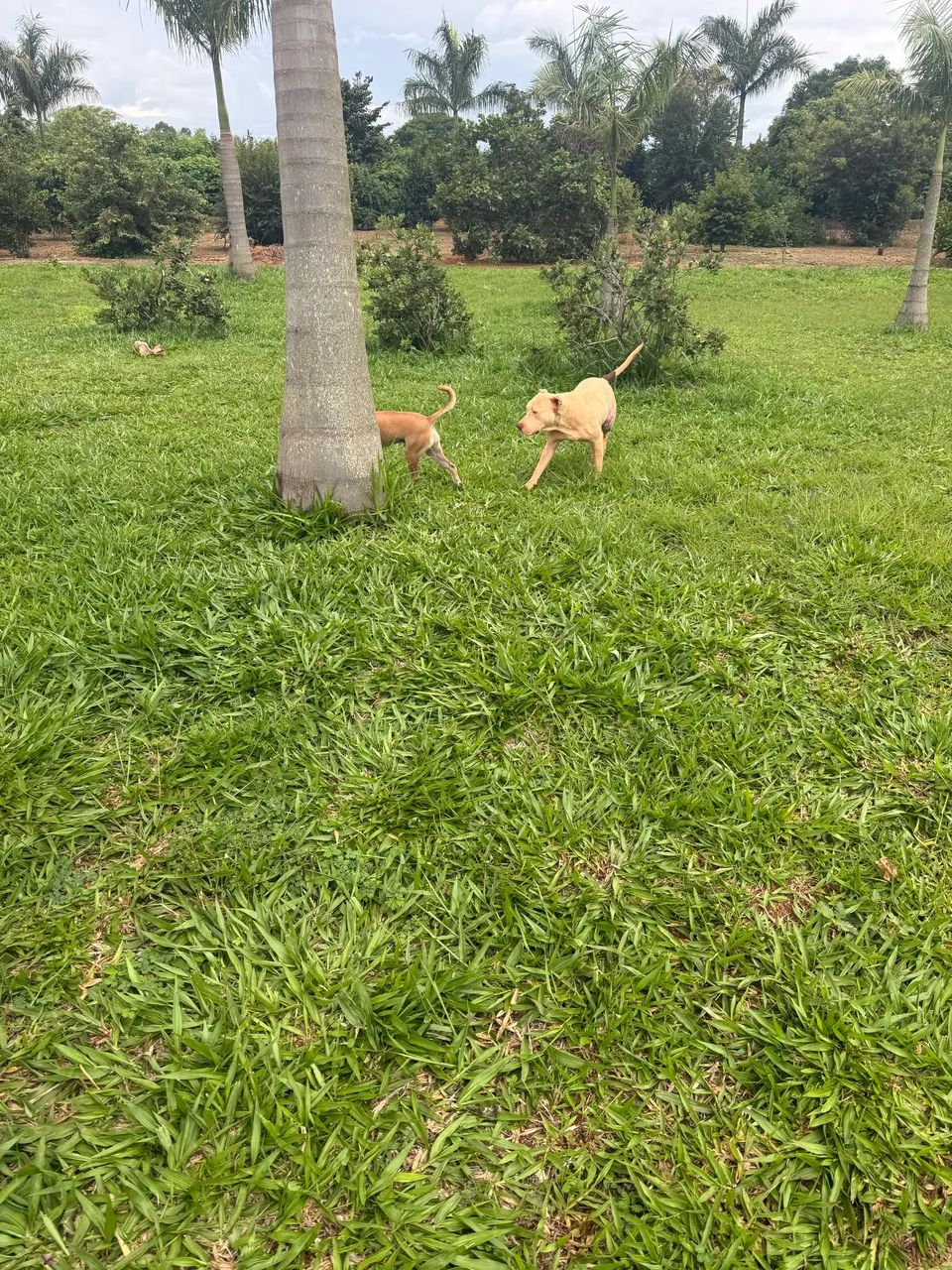 Jandineiro com experiência  e referencia  - Foto 2
