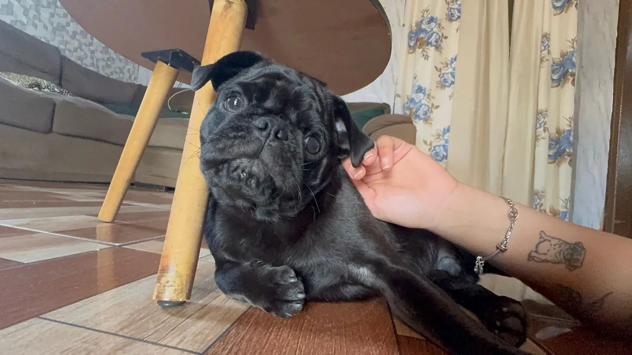 Pug macho