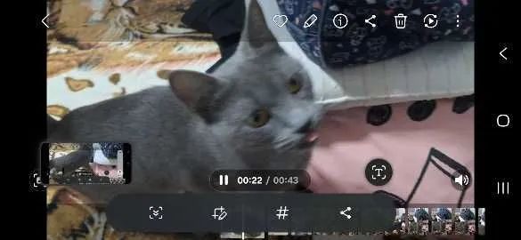 Vende essa gatinha fofura remedinho que cura anciedade solidaoinho - Foto 4