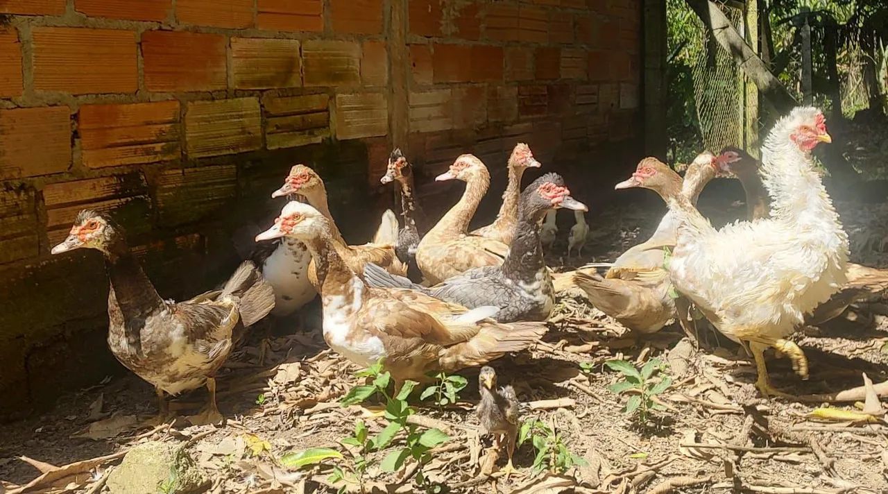 Vendo 8 Patas  - Foto 4