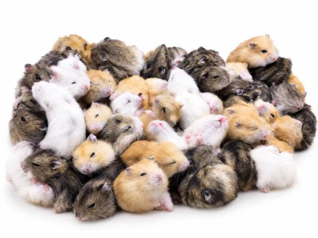 Hamster chinês  - Foto 2