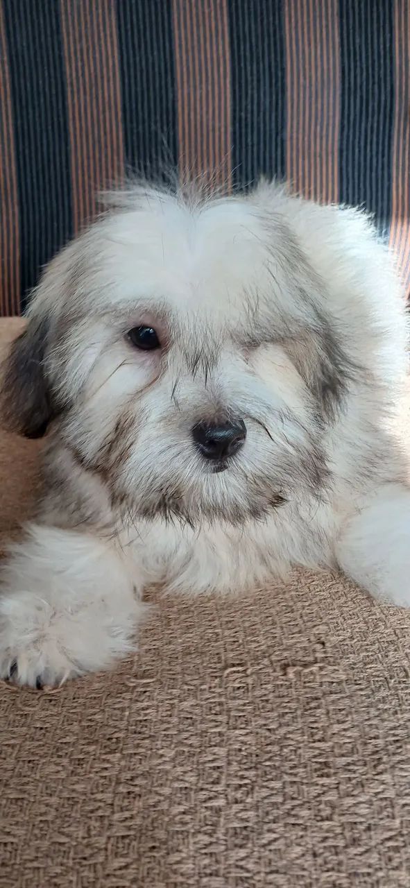 Filhote de lhassa apso  - Foto 4