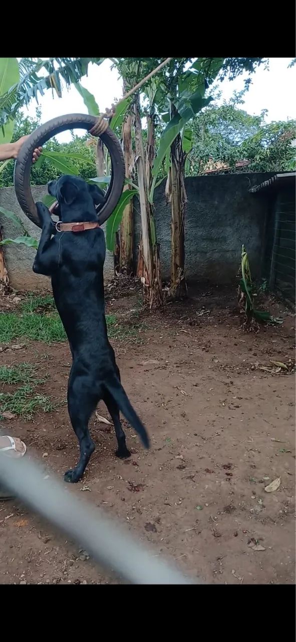 ******* DOAÇÃO ******* - Foto 2