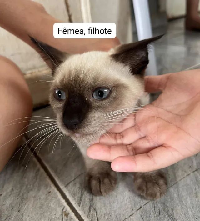 Adoção de gatos