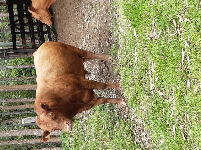 Touro red angus adulto - Foto 2