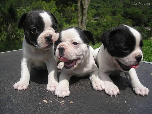 Filhotes de bulldog'francês'