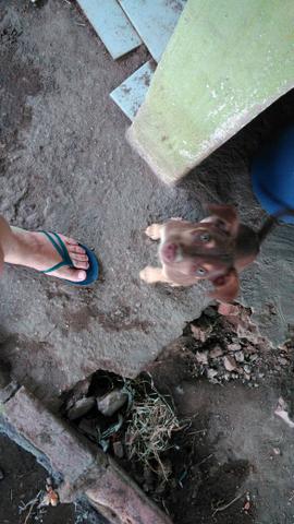 Doação de filhote de cachorro