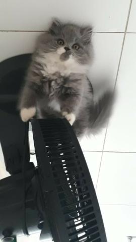 Gatinho persa menino - Foto 2