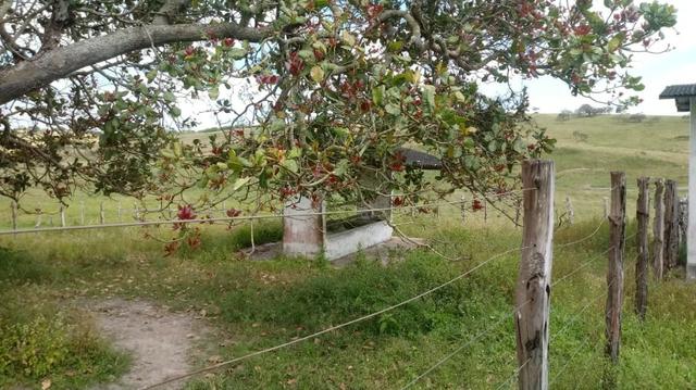 Sairé=Vend-25 mil por Hect. Fazenda com 200 Hectares-Pronta pra Criar Gado - Foto 17