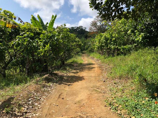 Vendo fazenda em Gandu BA - Foto 6