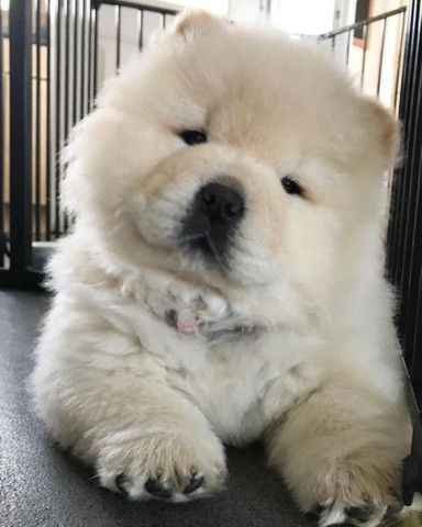 Chow Chow fêmeas e machinhos já vacinados com todas garantias em contrato