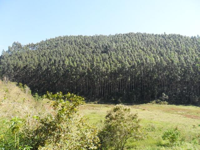Fazenda com Eucalipto|Interior de SP