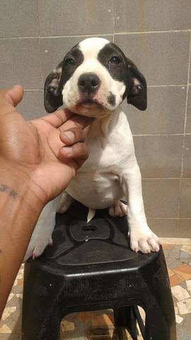 Filhotes de Pit Bull disponíveis - Foto 5