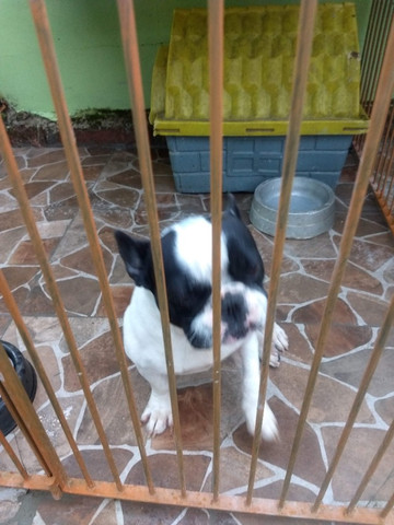 Bulldog francês
