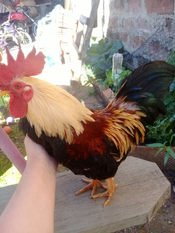 Lindo Garnize/Viamão
