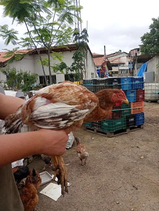 Vendo frangos e frangas caipiras  - Foto 2