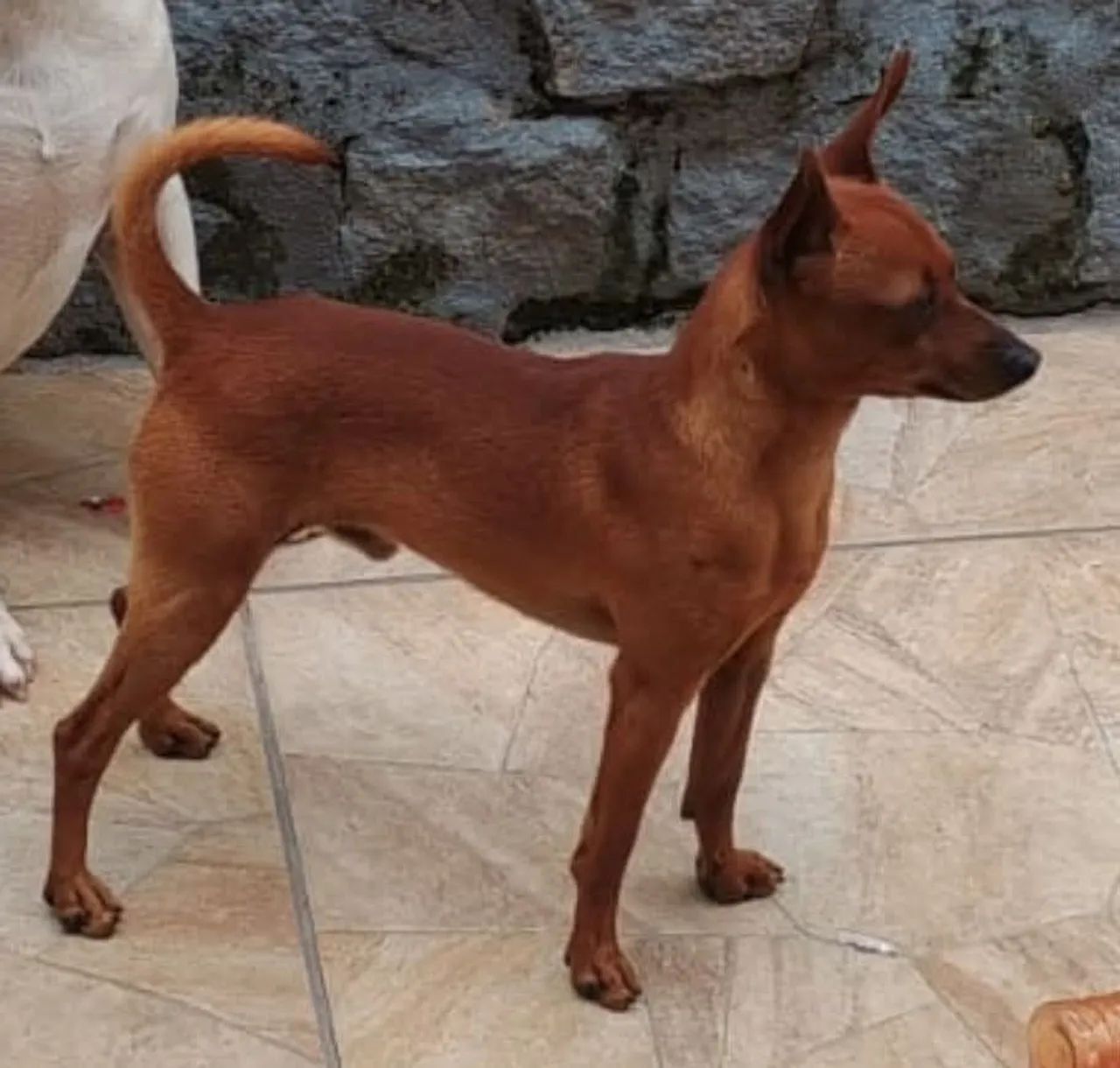 Filhotes de Pinscher N01  - Foto 2