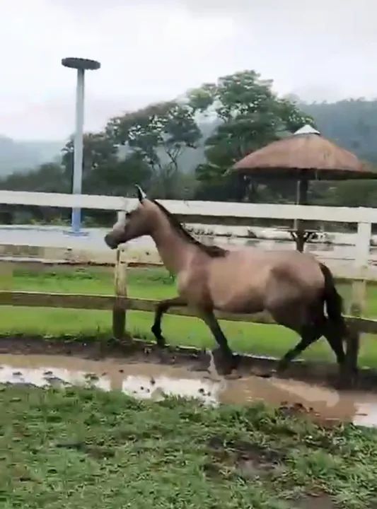 Potra mangalarga marchador 