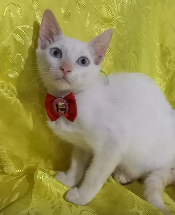 gatinhos branco, filhotes, castrados - Foto 2