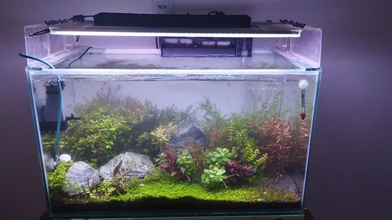 Aquário Plantado Completo - Foto 3