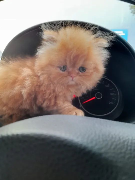 Gato Persa  - Foto 3