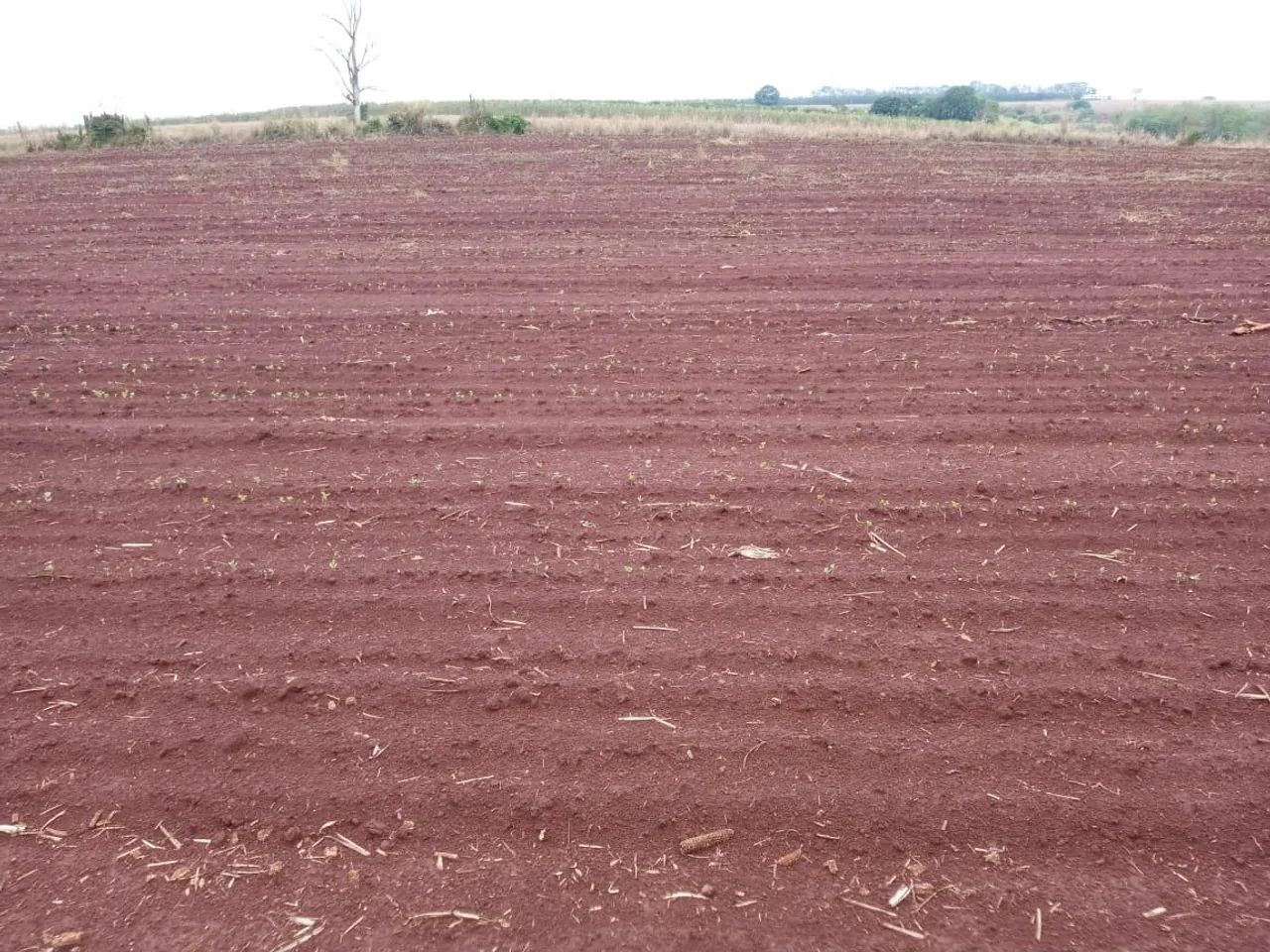 Sítio 68 alqueiro  - Foto 2