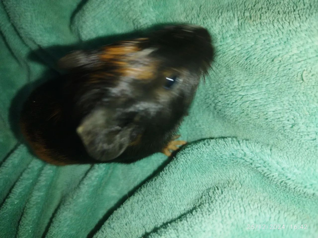 Porquinho da índia preá raro - Foto 3