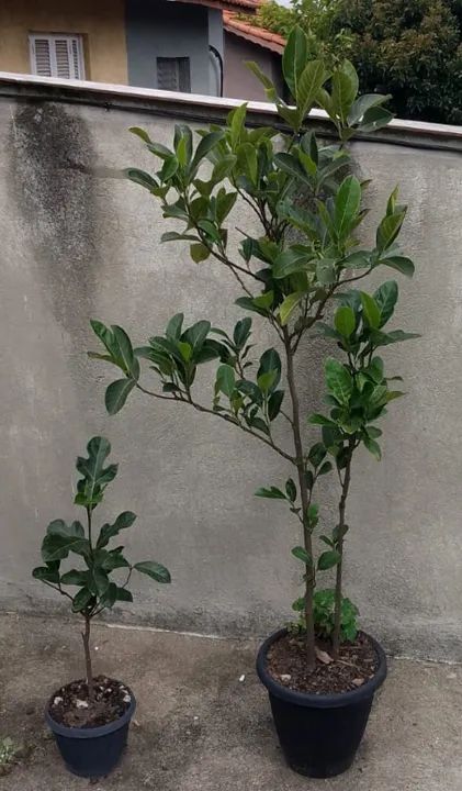 Frutiferas - 58 mudas diversos tamanhos - Muito barato. - Foto 4