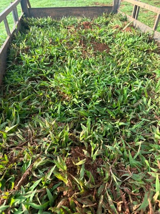 Grama de alta qualidade faça seu orçamento  - Foto 3