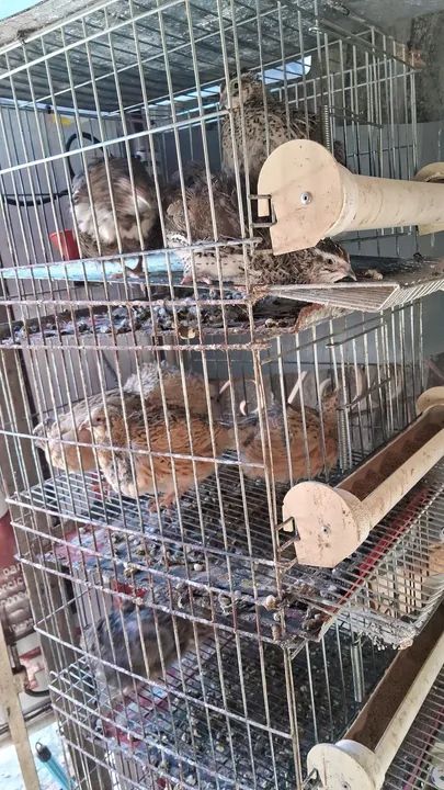 Incubadora de ovos Eclo para 96 ovos - Foto 2