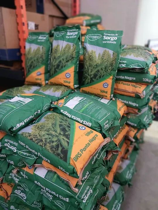 Sementes de Sorgo BRS Ponta Negra 10kg - GraSafra (Nova) - Foto 2