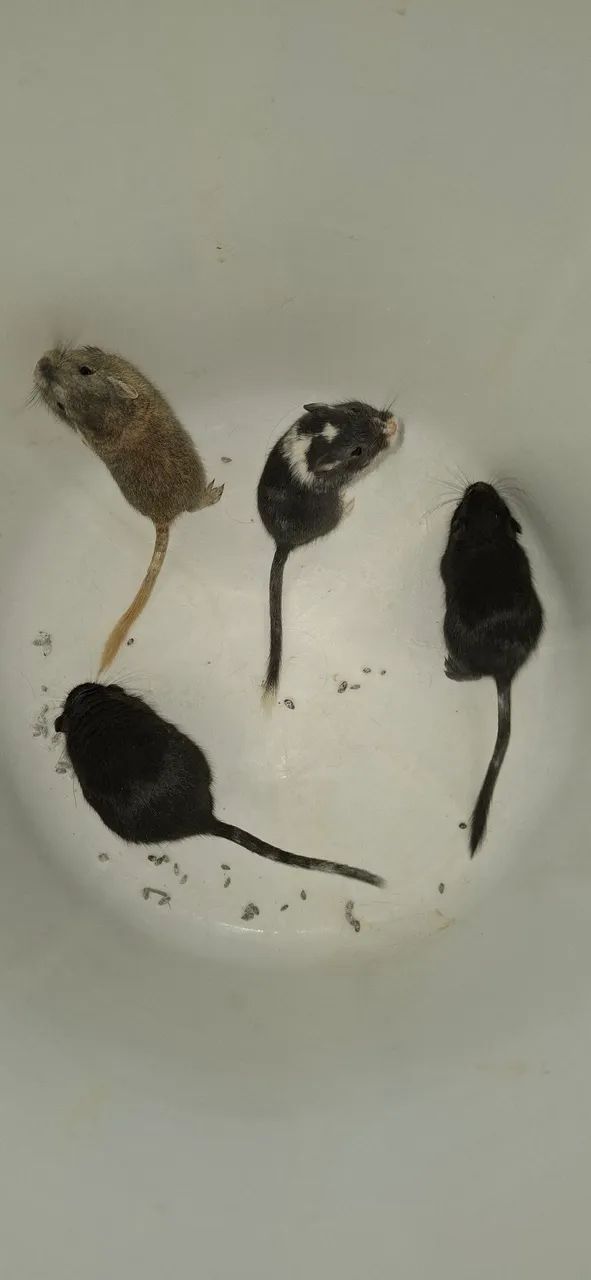 Esquilos Gerbil64169288289794121