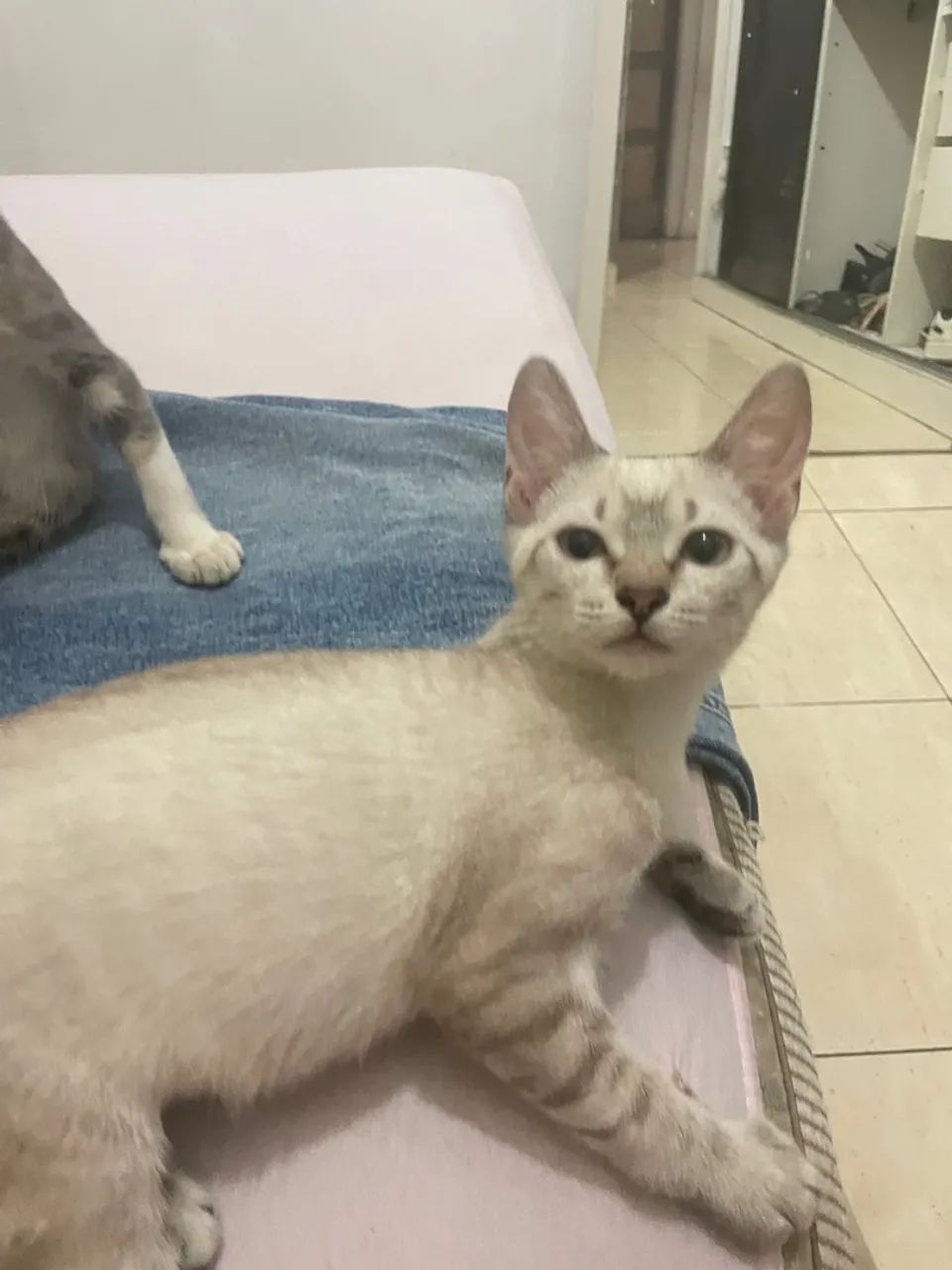 Doa se gatos 3 meses  - Foto 6