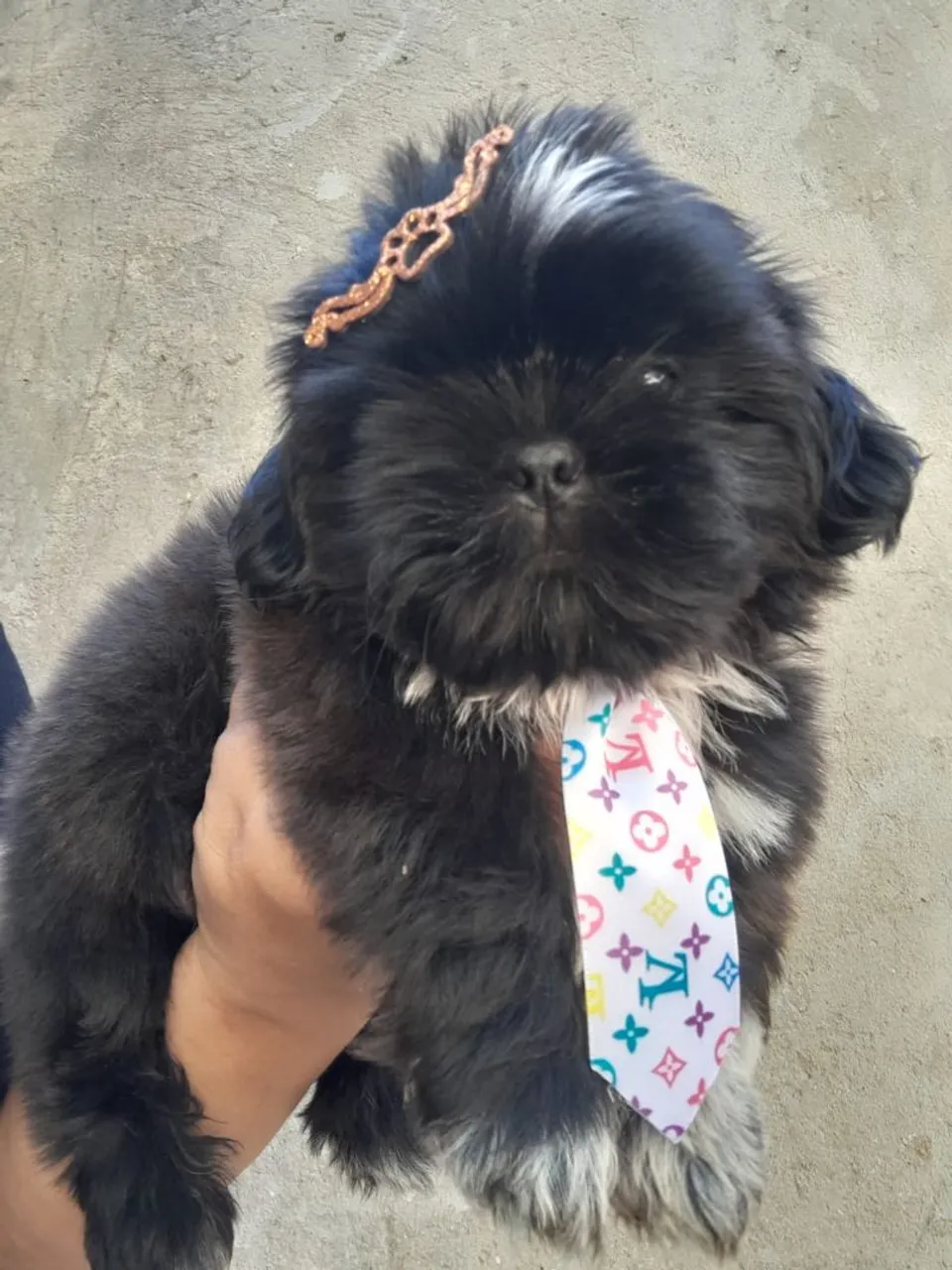 Filhote Shih Tzu Charmoso e Elegante